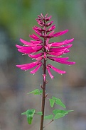 Coral bean - Erythrina herbacea - bright pink red tubular blooms that resemble firecrackers