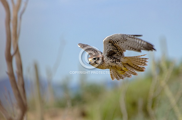 Prairie Falcon in Flight Prairie Falcon in Flight