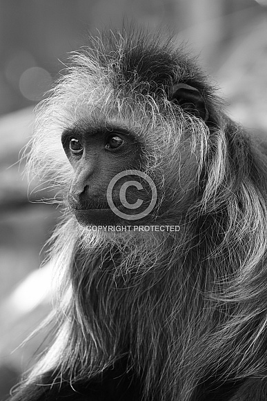 King Colobus (Colobus Polykomos)