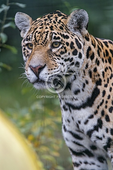 Jaguar