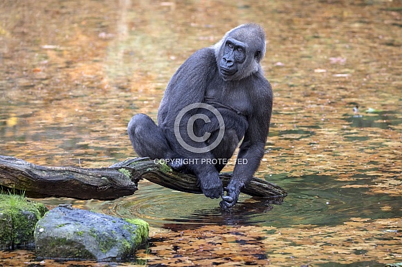 Western Lowland Gorilla (Gorilla Gorilla Gorilla) Western Lowland Gorilla (Gorilla Gorilla Gorilla)