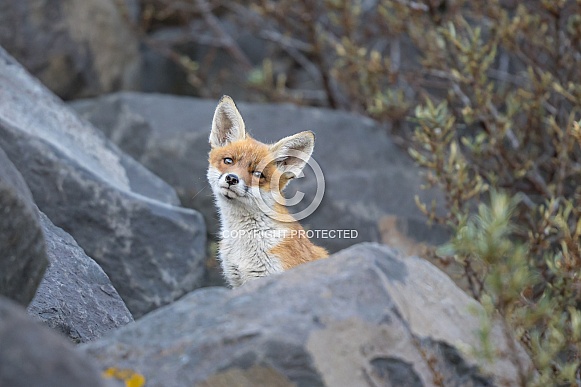 Red fox cubs in nature