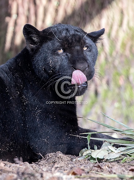 Jaguar (Panthera onca) Jaguar (Panthera onca)