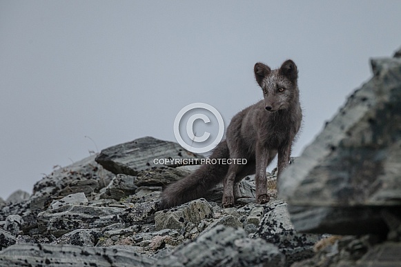 Arctic fox