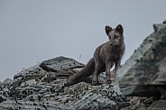 Arctic fox