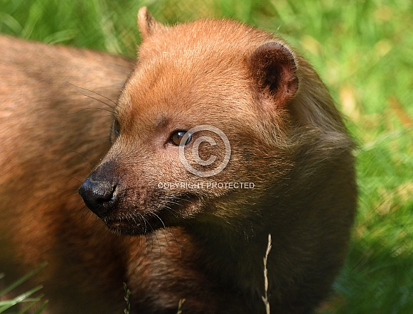 Bush Dog