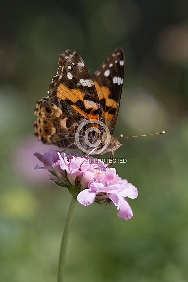 Australian Painted Lady Butterfly (wild).