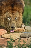 Lion at watering hole