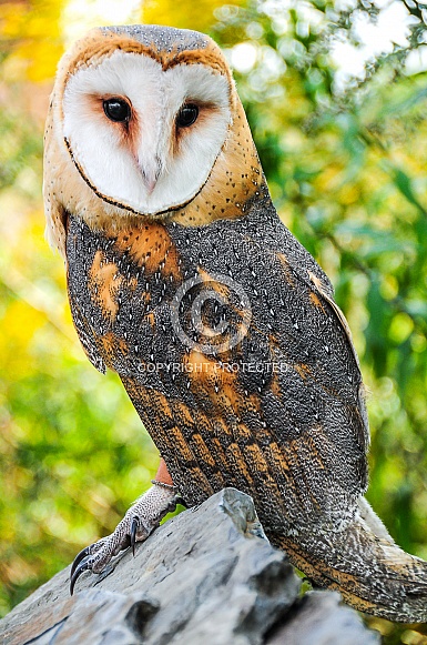 Barn Owl Barn Owl