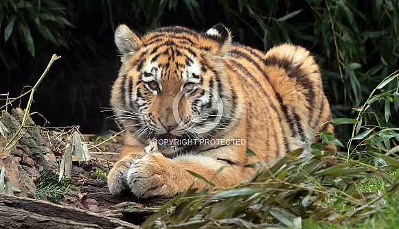 Tigercub