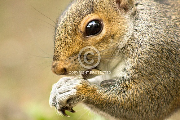Grey Squirrel Macro