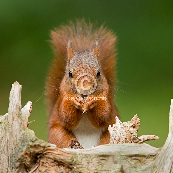 Red Squirrel