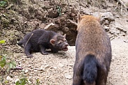Bush Dogs
