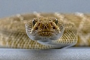 Red Diamondback Rattlesnake