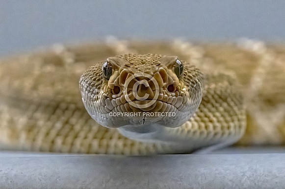 Red Diamondback Rattlesnake