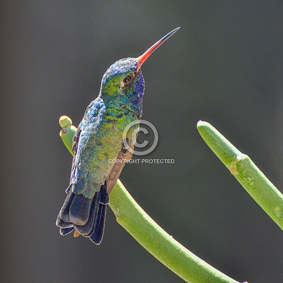 Broad-billed Hummingbird (Male) Broad-billed Hummingbird (Male)