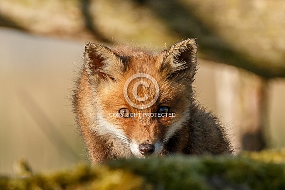 Fox Cub