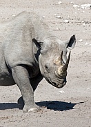 Black Rhinoceros - Namibia