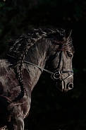 Friesian Horse--Black Steed