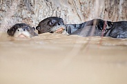 Giant river otter in the nature habitat