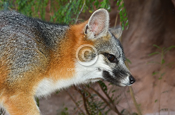Grey Fox Grey Fox