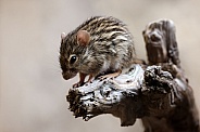 The Barbary striped grass mouse (Lemniscomys barbarus)