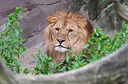 African Lion