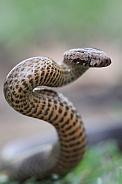 Golden-Crowned Snake
