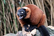 The red ruffed lemur (Varecia rubra)