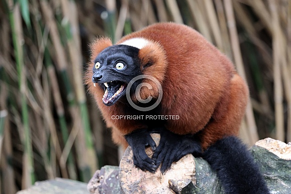 The red ruffed lemur (Varecia rubra) The red ruffed lemur (Varecia rubra)
