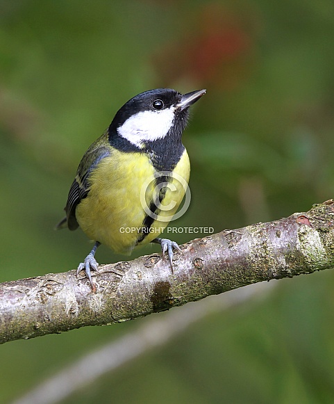 Great Tit Great Tit