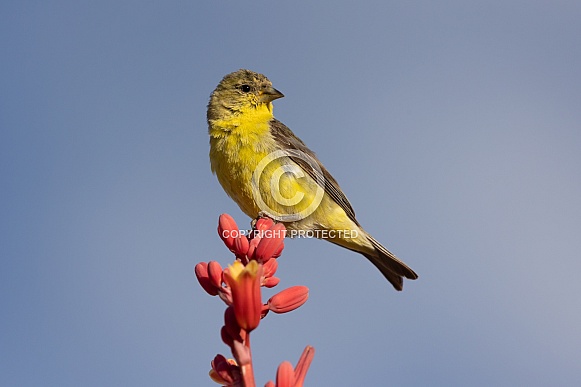 Lesser Goldfinch, Spinus psaltria Lesser Goldfinch, Spinus psaltria