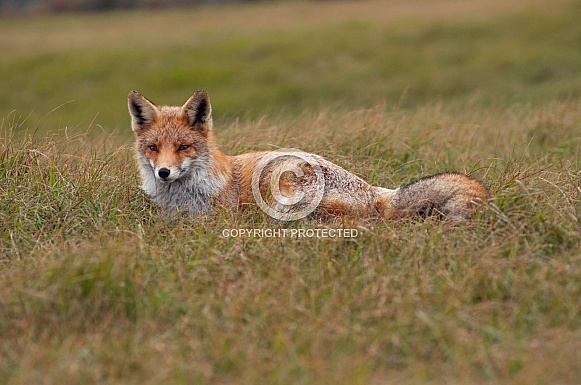 Red Fox Red Fox