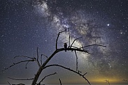 Hoopoe in night sky