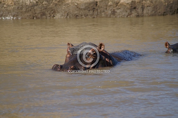 Hippo