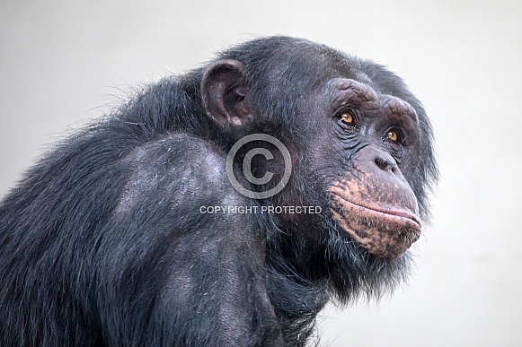 Chimpanzee (Pan troglodytes) Chimpanzee (Pan troglodytes)
