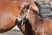 Thoroughbred Mare and Foal