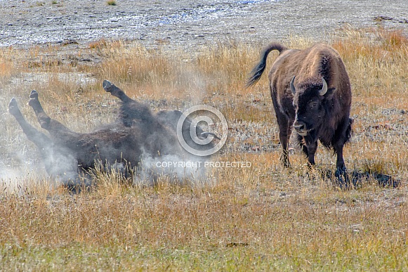 Bison wallowing in the Dust