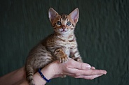 Savannah Cat