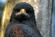 Harris' Hawk