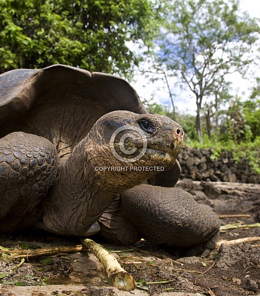 Giant Tortoise - Galapagos Islands - Ecuador Giant Tortoise - Galapagos Islands - Ecuador