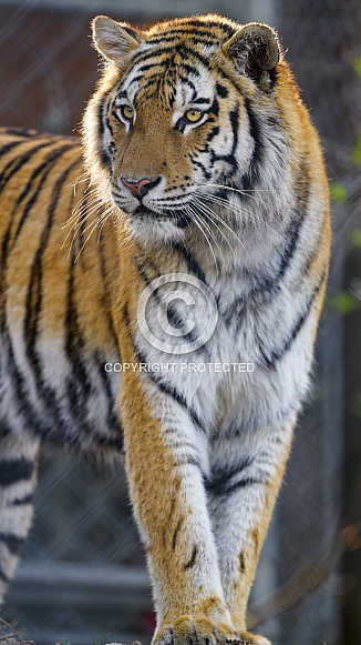 Amur Tiger