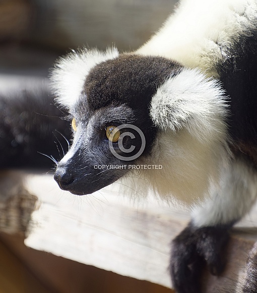 Lemur