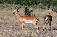 Impala Antelope - Botswana