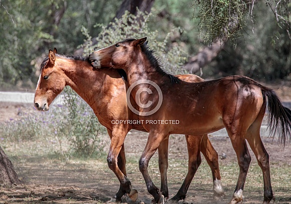 Two wild horses playing