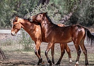 Two wild horses playing