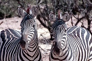 Zebra Duo Portrait