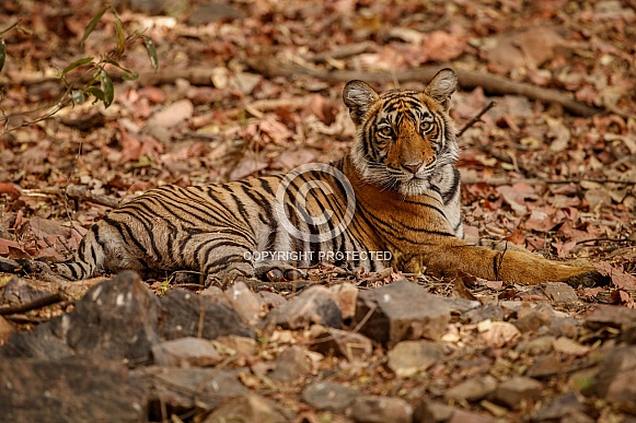 Beautiful tiger in the nature habitat. Tiger pose in amazing light. Wildlife scene with wild animal. Indian wildlife. Indian tiger. Panthera tigris tigris.