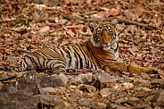 Beautiful tiger in the nature habitat. Tiger pose in amazing light. Wildlife scene with wild animal. Indian wildlife. Indian tiger. Panthera tigris tigris.