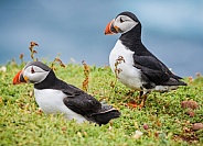 Puffin